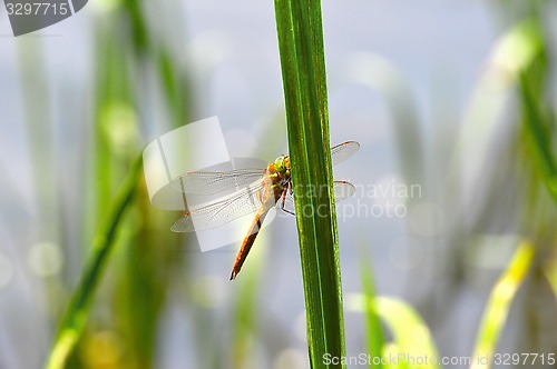 Image of Dragonfly Sympetrum close-up sitting on the grass