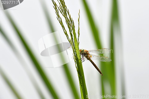 Image of Dragonfly Sympetrum close-up sitting on the grass