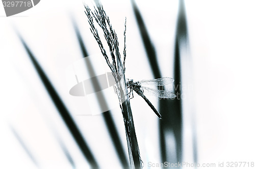 Image of Dragonfly close-up sitting on the grass