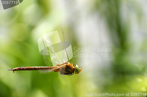 Image of Dragonfly close-up in flight