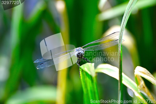 Image of Dragonfly  (Libellula depressa) close-up looking at the camera