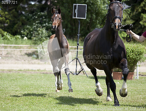 Image of foals Holsteiner