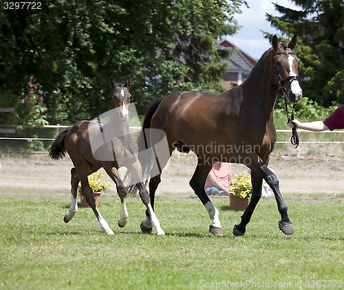 Image of Mare and foal auction