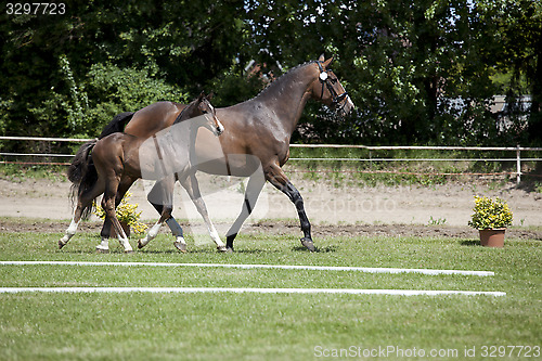 Image of brown mare with foal at foot