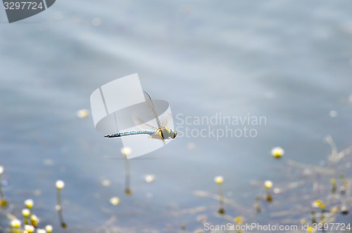 Image of Dragonfly close-up flying over water