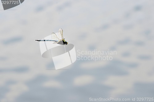 Image of Dragonfly close-up flying over water