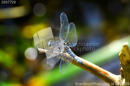 Image of Dragonfly (Libellula depressa) close-up sitting on a branch 