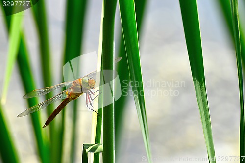 Image of Dragonfly Sympetrum close-up sitting on the grass
