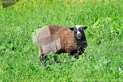Image of Sheep grazing in the meadow