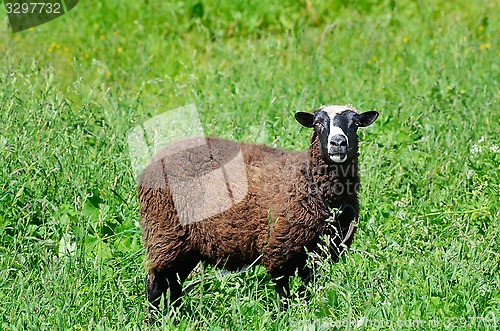 Image of Sheep grazing in the meadow