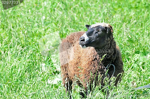 Image of Sheep grazing in the meadow