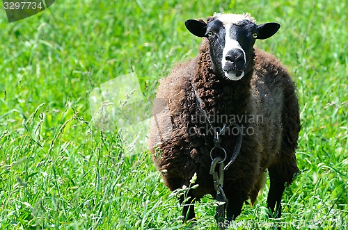 Image of Sheep grazing in a meadow looking into the camera lens
