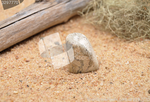 Image of Jasper on beach