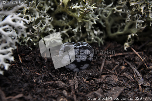 Image of Snowflake obsidian on forest floor
