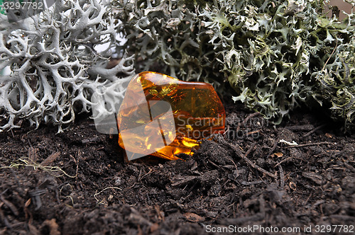 Image of Amber on forest floor