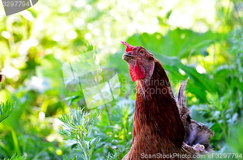 Image of Portrait of a curious chicken on a grass 