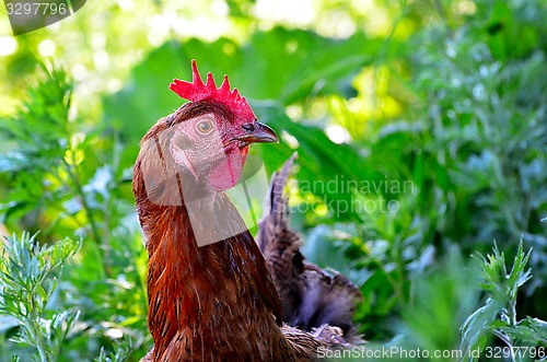 Image of Portrait of a curious chicken on a grass 