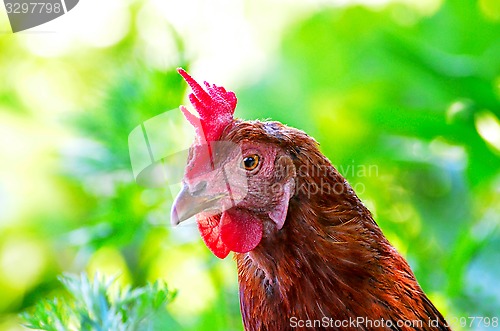 Image of Portrait of a curious chicken on a grass 