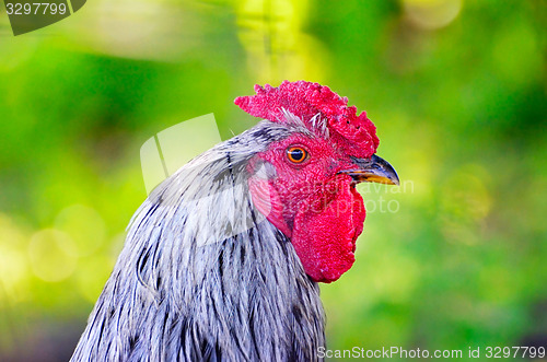 Image of Portrait of a rooster against a bright bokeh