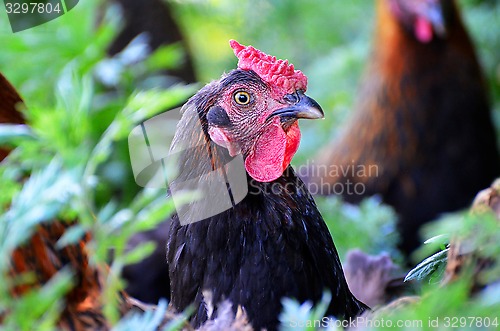 Image of Portrait chicken grazing in the tall grass