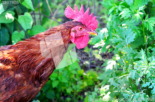 Image of Portrait of a rooster on grass background