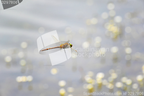 Image of Dragonfly close-up flying over water