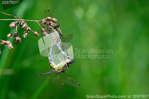 Image of Two dragonflies mating close-up