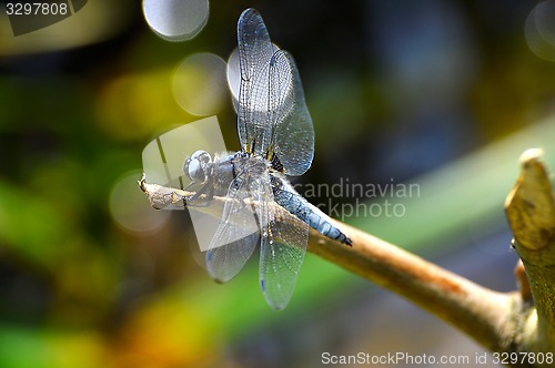 Image of Dragonfly (Libellula depressa) close-up sitting on a branch 