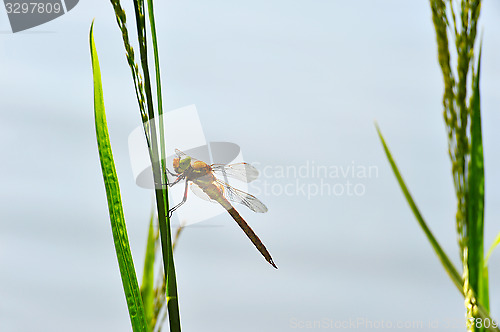 Image of Dragonfly Sympetrum close-up sitting on the grass