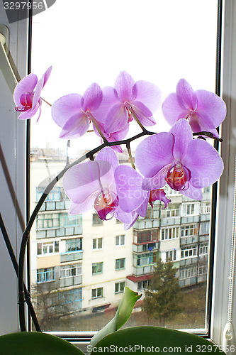 Image of Fine branch of the blossoming pink orchid
