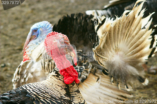 Image of Turkey close-up