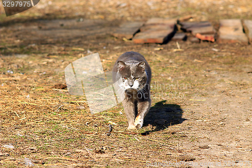 Image of rural cat going for a walk