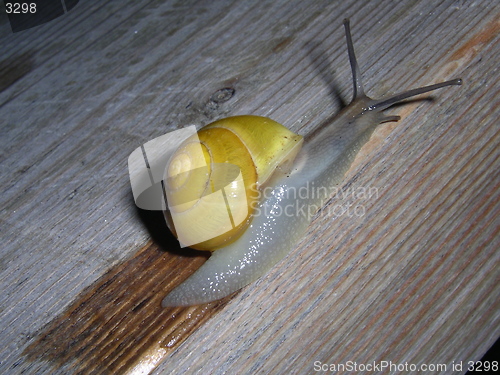 Image of Snail_3_11.04.2005