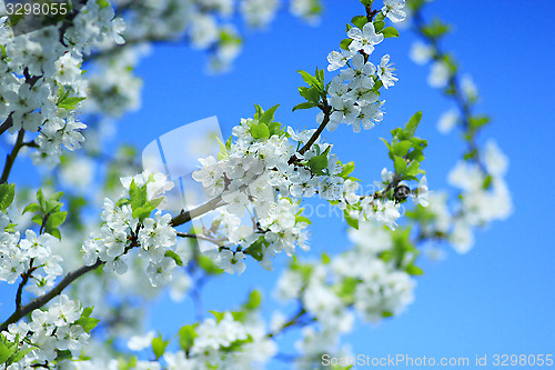 Image of blossoming tree of plum on background of the blue sky