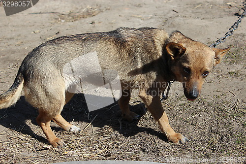 Image of grey rural dog in collar eating