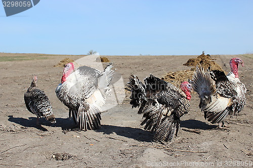 Image of turkeys running in the village