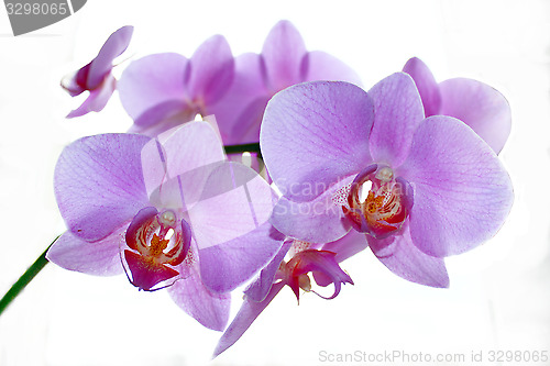 Image of branch of the blossoming pink orchid isolated