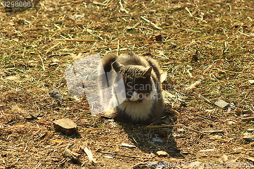 Image of rural cat sitting on the ground