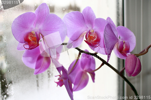 Image of Fine branch of the blossoming pink orchid