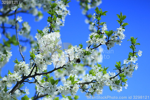 Image of blossoming spring tree and the blue sky