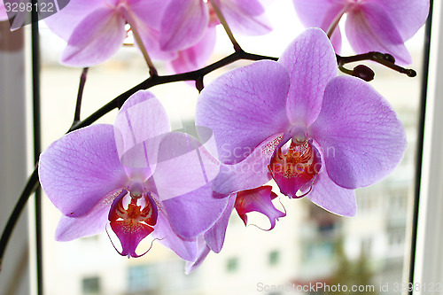 Image of Fine branch of the blossoming pink orchid