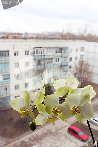 Image of branch of the blossoming light yellow orchid