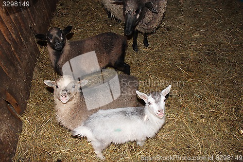 Image of Sheep in the stall