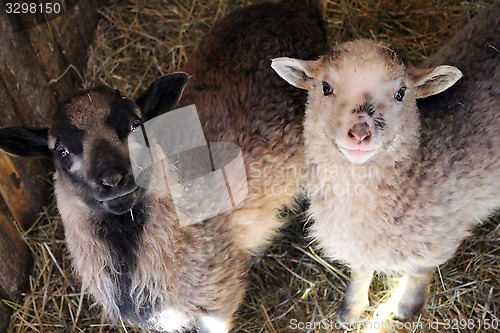 Image of Sheep in the stall