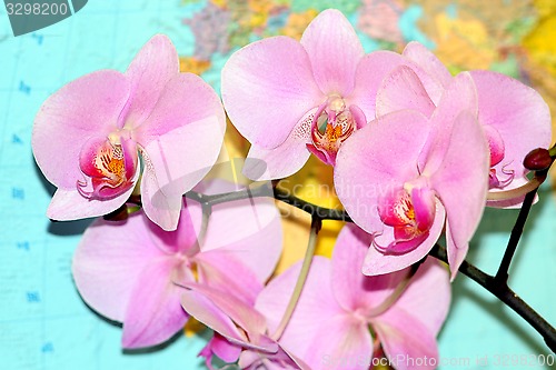 Image of pink orchid on the background of map