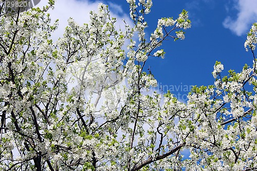 Image of blossoming spring tree and the blue sky