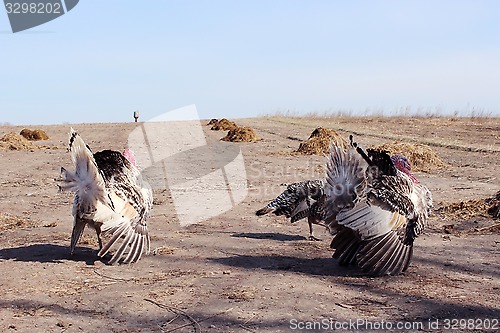 Image of turkeys running in the village