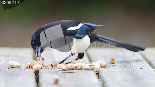 Image of European Magpie (pica pica)