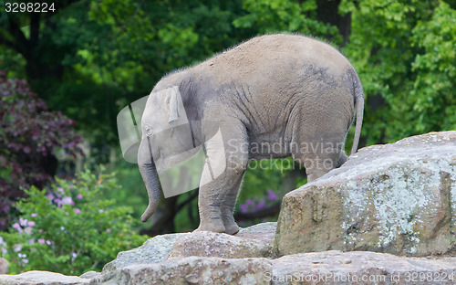 Image of Happy baby elephant