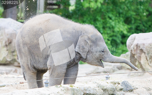 Image of Baby elephant playing